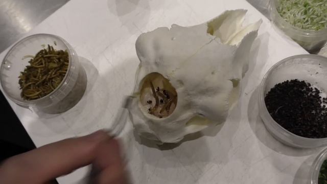 Rasmus Munk prepares lamb brain with worms at Alchemist смотреть онлайн