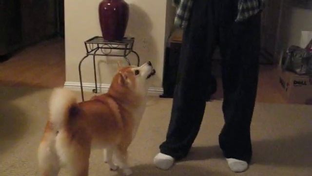 Shiba Inu performs 24 tricks!! смотреть онлайн
