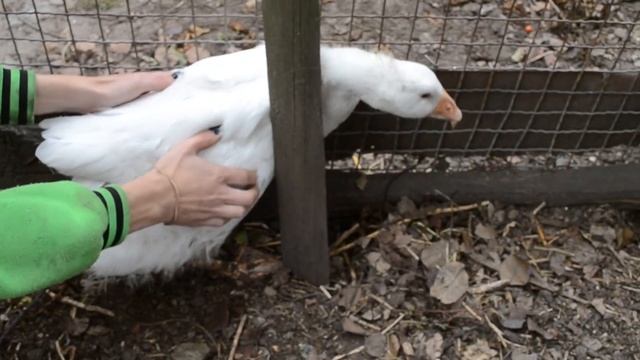 Приколы с животными Гуси в курятнике Куры боятся гусей смотреть онлайн