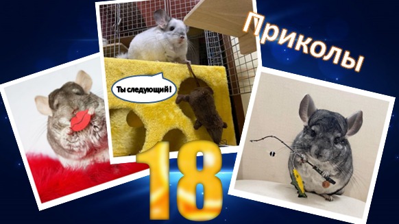 Лучшие приколы про ШИНШИЛЛ! Смешные ШИНШИЛЛЫ! Funny Chinchillas❤#18
