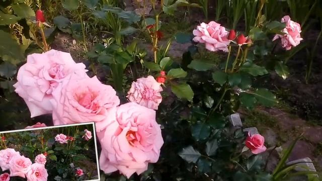 Р.Алоха смотреть онлайн
