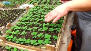 Сальвия-не пропустите эту важную подкормку!!!