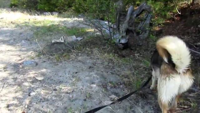 Утро Все зеленеет и цветет Мэри купается Суда ходят по реке Обь смотреть онлайн