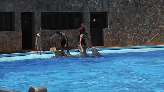 Palmitos Park Gran Canaria - Dolphins Show vol.1 смотреть онлайн