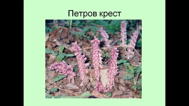 Виды и типы корней смотреть онлайн