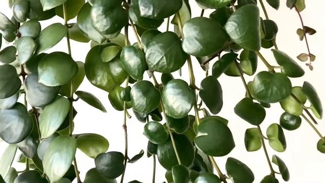 ЭСХИНАНТУС ТАЙ ПИНК [Краткий Видео Обзор] смотреть онлайн