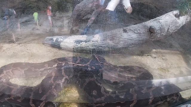 Wetlands Trail | Florida Aquarium | Ep. 19 смотреть онлайн