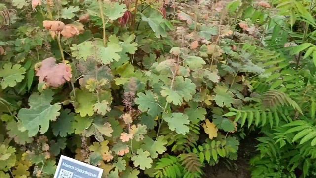 Аптекарский сад (блог о нашей поездке на Нарочь) смотреть онлайн