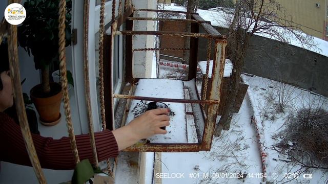 С заботой о пернатых смотреть онлайн