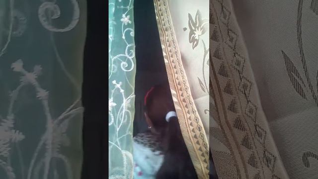 Наш праздник в Баку " Новроз Байрам " нам дали в шапку кучу сладостей ....( Читать описание ) смотреть онлайн