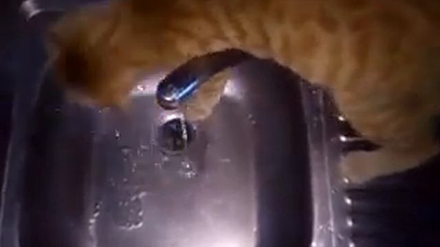 кот умывается под краном смотреть онлайн