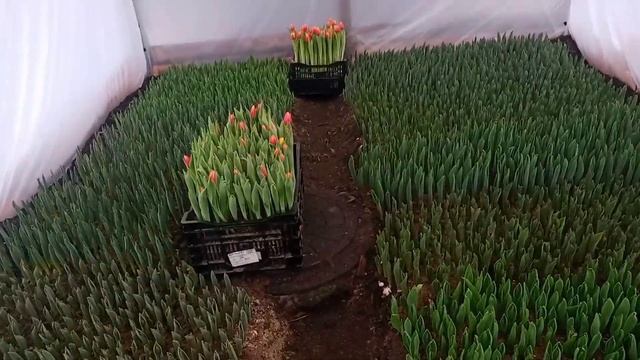 Выгонка тюльпанов к 8 марта и 14 февраля обучение Tulip Distillation2021 смотреть онлайн
