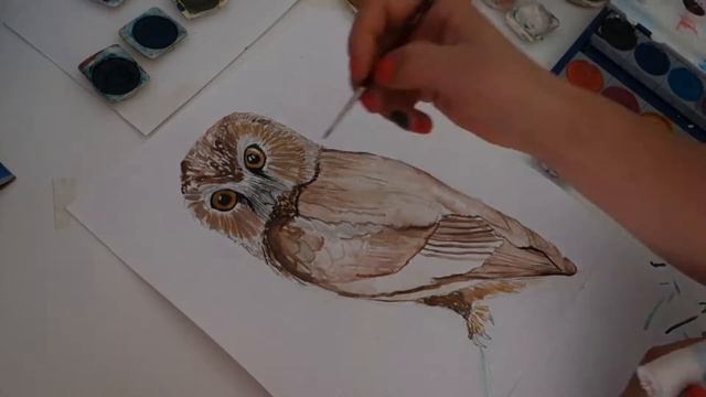 Owl Drawing смотреть онлайн