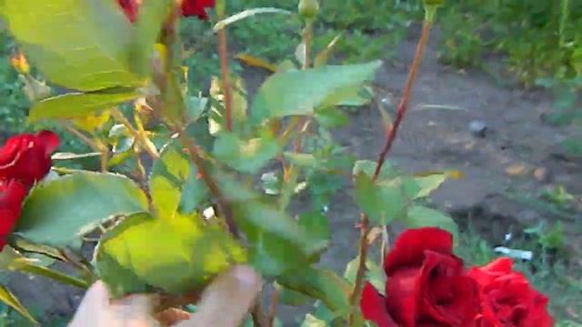 Роза Черная магия, чайно-гибридная. смотреть онлайн