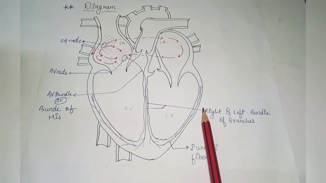 Notes - Conduction system of heart ,Part -4, physiology , Bsc, Gnm , Nursing tutorial with riya? смотреть онлайн