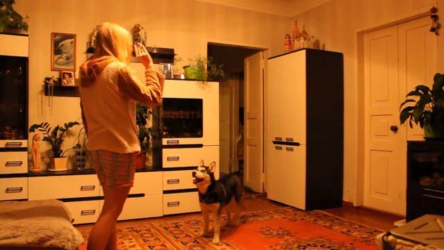 Щенок хаски Алиса, 6 месяцев смотреть онлайн