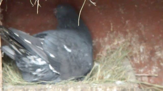 Мраморные бакинцы ЮраБакинец смотреть онлайн