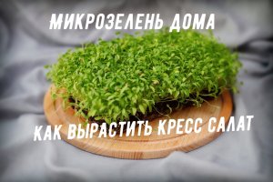 Выращивание микрозелени. Микрозелень Кресс салат. Как вырастить микрозелень.