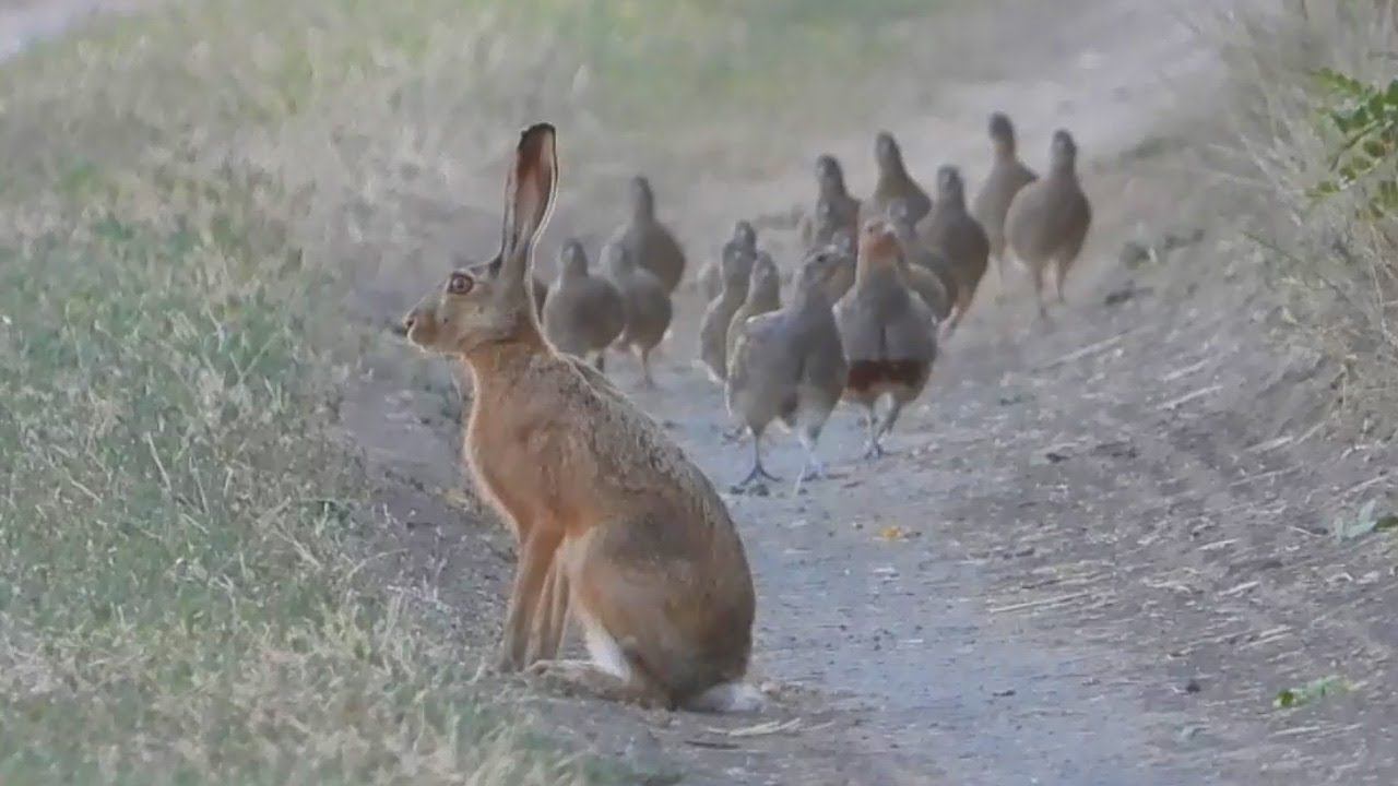 Стая Куропаток "сносит" Зайца с дороги! A flock of grey partridges blows the hare out of the way! смотреть онлайн