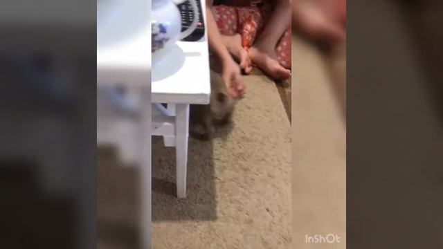 Французский бульдог Булли. Первый день дома. Первые игрушки. Первое знакомство с территорией. Милот смотреть онлайн