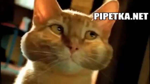 Смешная реклама кошачьего туалета