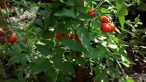 Томат черри в открытом грунте! Секрет получения обильного урожая!!!