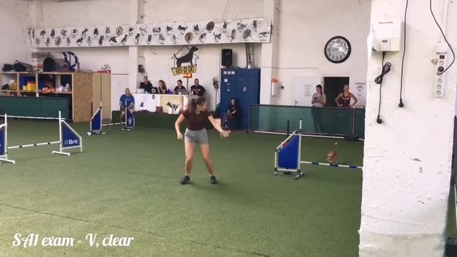 First agility exams SA1 - Sunny race 2022 смотреть онлайн