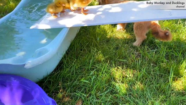 Dog and funny Ducklings смотреть онлайн