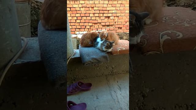 Коты делают массаж