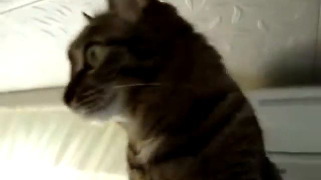 Кошка инопланетянин смотреть онлайн