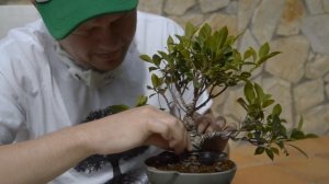 Превращение фикуса из торгового центра в бонсай! Как сделать бонсай из фикуса?  Bonsai first step!