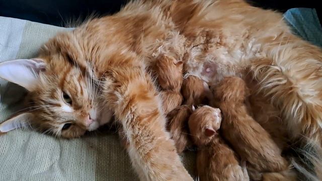 Новорожденные котята мейн-кун смотреть онлайн