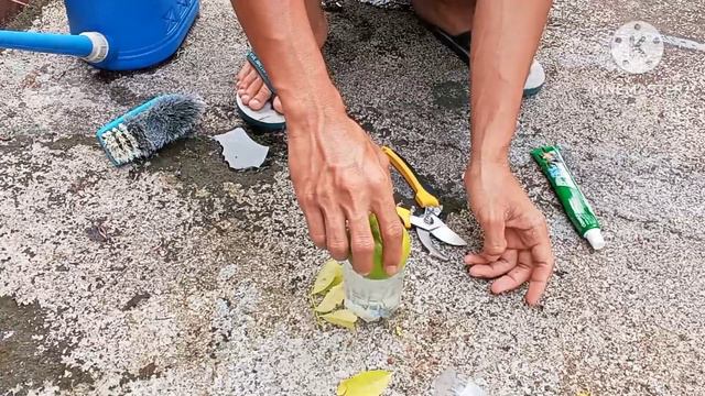 propagate citrus trees by cutting branches with water in a bottle смотреть онлайн