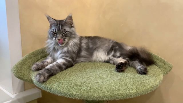 Продаётся мейн кун.Питомник мейн кун котят "Суламита". г. Воронеж смотреть онлайн