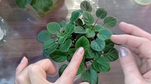 Ампельные фиалки. Как правильно посадить!