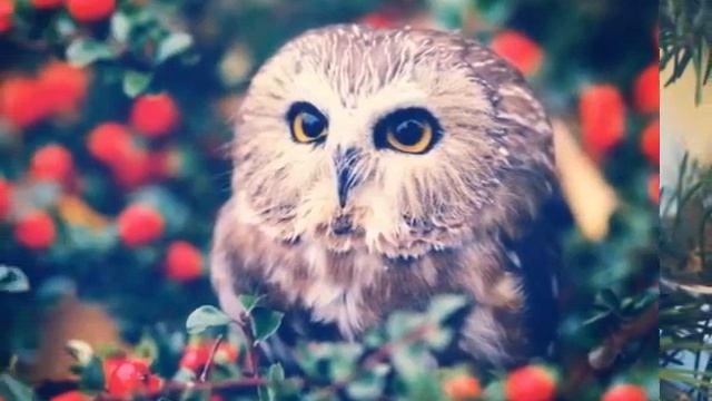 Совы,совушки и совята.? смотреть онлайн