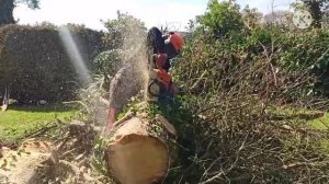 stihl ms 440