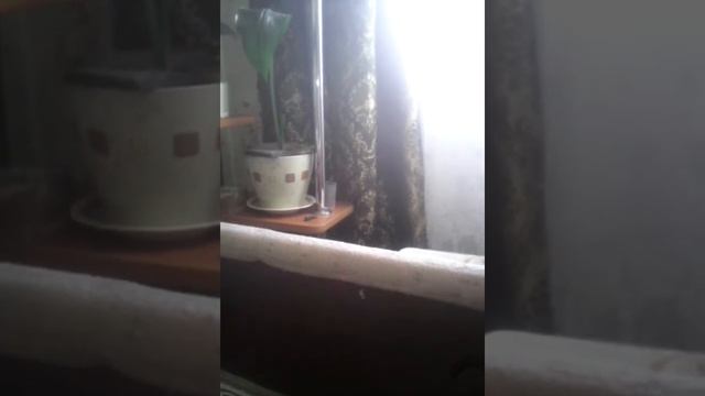 Романс из цикла ( Бессонница)М.Цветаева. смотреть онлайн