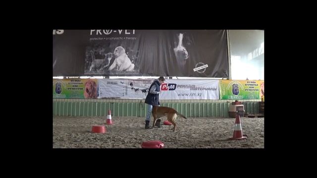 Дрессура малинуа ( бельгийской овчарки ) Буффа смотреть онлайн