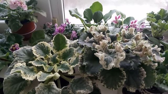 ПЕРЕКИСЬ ДЛЯ ФИАЛОК !!! смотреть онлайн