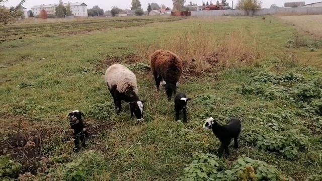овцы начили окотится смотреть онлайн