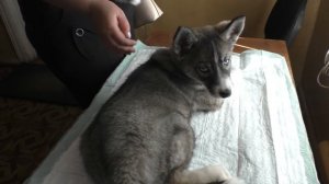 Как сделать правильно прививку собаке