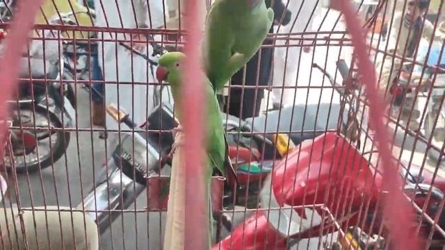 Birds Market | Latest Updates | Finches, Parrots | Java Update #birdslover смотреть онлайн