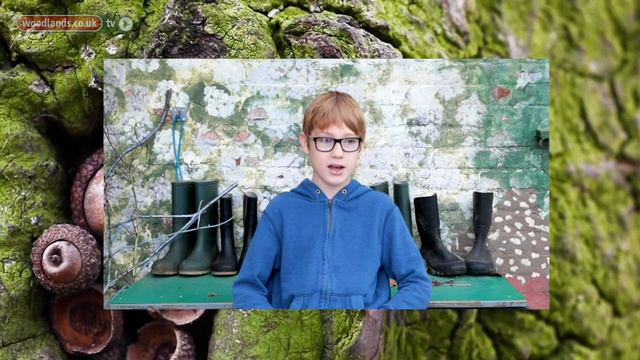 Forest School: Lost words смотреть онлайн