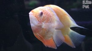 Аквариумная рыбка цихлазома северум. Особенности. Уход.