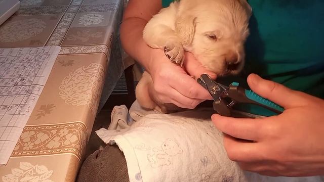 уход за щенками золотистого ретривера. щенкам 3 недели. смотреть онлайн