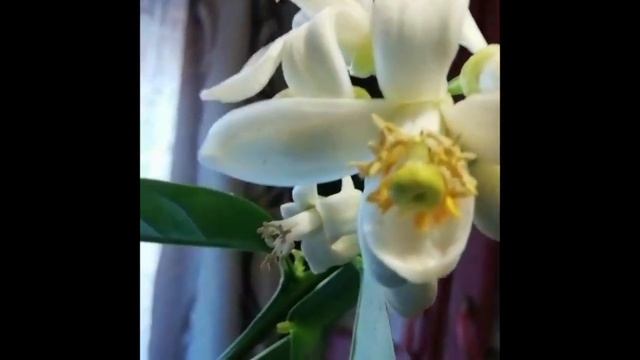 Как вырастить лимон в домашних условиях на подоконнике смотреть онлайн