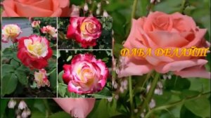 9 ЛУЧШИХ СОРТОВ ЧАЙНО - ГИБРИДНЫХ РОЗ