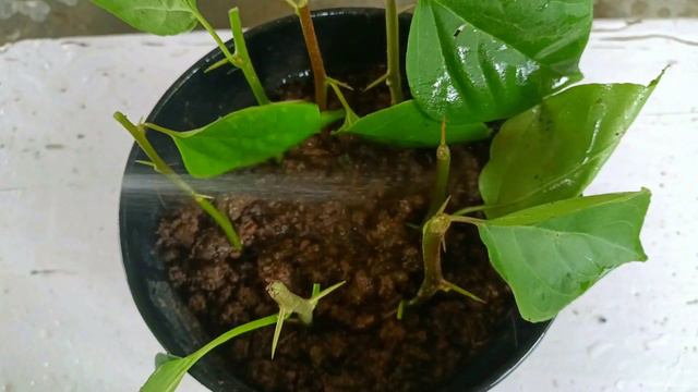 Grow Bougainvillea Cuttings without using root hormone | How to Propagate bougainvillea смотреть онлайн