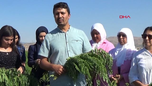 Gaziantep'te yetiştirilen 'moringa' her derde deva смотреть онлайн